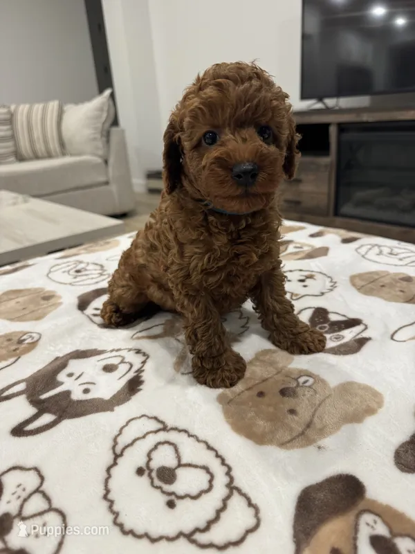 Flynn – Poodle - Miniature  puppy for sale in San Tan Valley, AZ