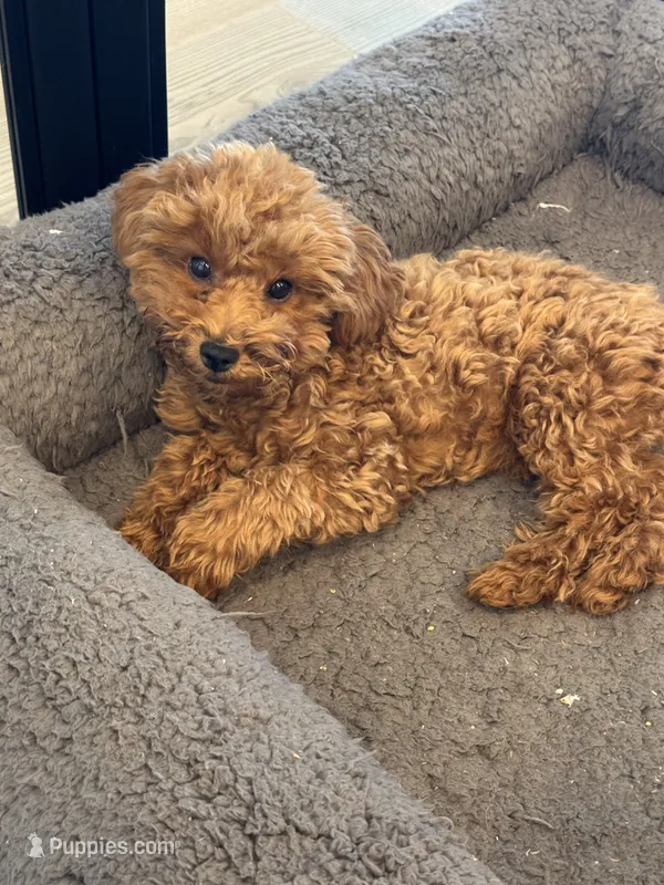 Baxter  – Poodle - Toy  puppy for sale in San Tan Valley, AZ