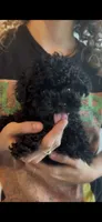 Eddie, a male Poodle - Toy  for sale in San Tan Valley, AZ – 1 of 6