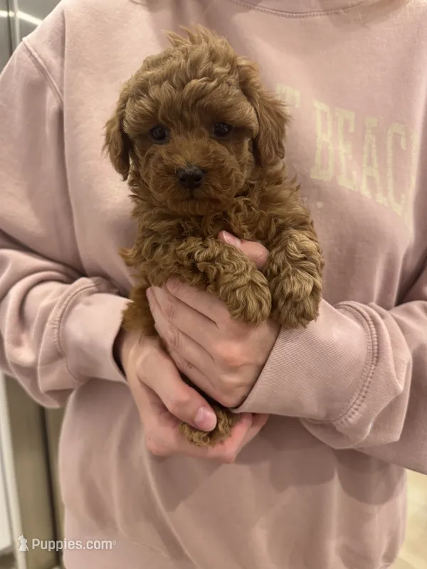 Honey  – Poodle - Toy  puppy for sale in San Tan Valley, AZ