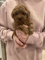 Honey , a female Poodle - Toy  for sale in San Tan Valley, AZ – 1 of 2