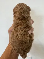 Bear , a male Poodle - Toy  for sale in San Tan Valley, AZ – 2 of 2