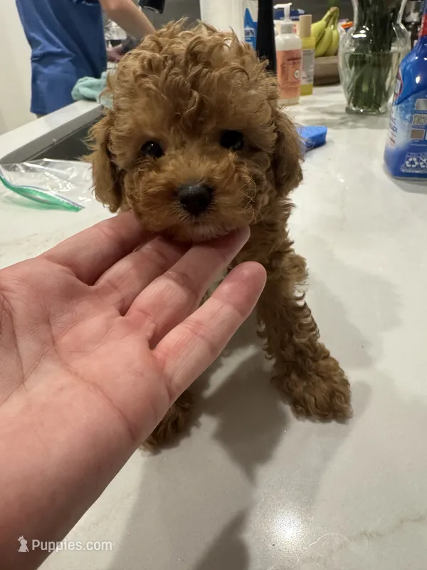 Oso – Poodle - Toy  puppy for sale in San Tan Valley, AZ