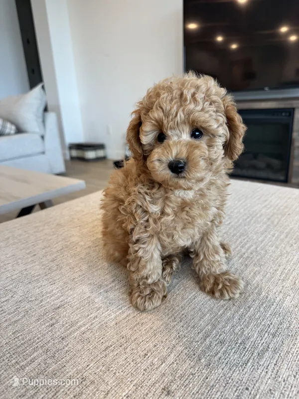 Georgie – Poodle - Miniature  puppy for sale in San Tan Valley, AZ