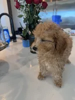 Oliver , a male Poodle - Toy  and Poodle - Miniature  for sale in San Tan Valley, AZ – 2 of 2