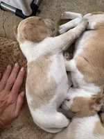 Lemon Beagle, a female Beagle for sale in Graceville, FL – 7 of 8