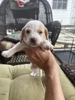 Lemon Beagle, a female Beagle for sale in Graceville, FL – 1 of 8