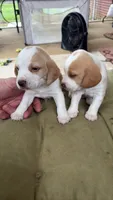 Lemon Beagle, a female Beagle for sale in Graceville, FL – 2 of 8