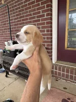 Lemon Beagle, a female Beagle for sale in Graceville, FL – 5 of 8