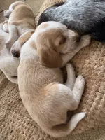 Lemon Beagle, a female Beagle for sale in Graceville, FL – 4 of 8