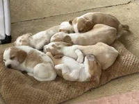Lemon Beagle, a female Beagle for sale in Graceville, FL – 3 of 8