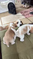 Lemon Beagle, a female Beagle for sale in Graceville, FL – 8 of 8