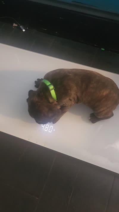 Light green collar male , a male Cane Corso for sale in Bristol, CT – 10 of 10