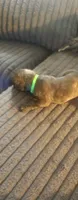 Light green collar male , a male Cane Corso for sale in Bristol, CT – 5 of 10