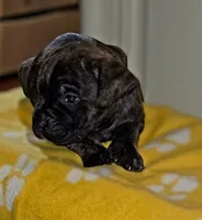 Baby girl, a female Cane Corso for sale in Bristol, CT – 5 of 8