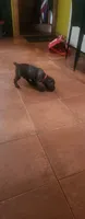 Fat man scoop, a male Cane Corso for sale in Bristol, CT – 3 of 6