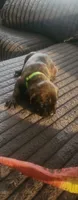 Light green collar male , a male Cane Corso for sale in Bristol, CT – 8 of 10