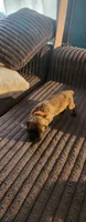 Mr laid back , a male Cane Corso for sale in Bristol, CT – 3 of 4