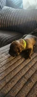 Light green collar male , a male Cane Corso for sale in Bristol, CT – 7 of 10