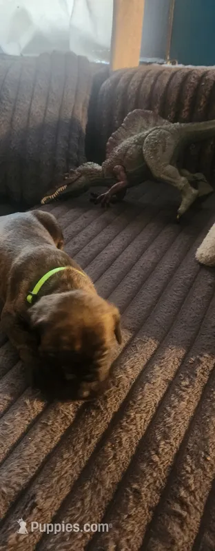 Light green collar male  – Cane Corso puppy for sale in Bristol, CT