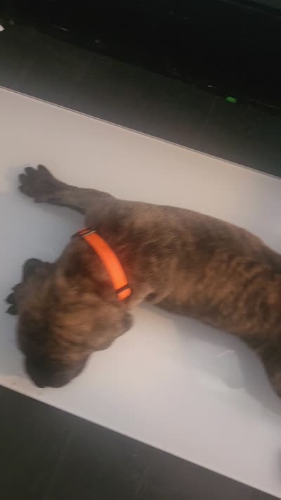 Mr laid back , a male Cane Corso for sale in Bristol, CT – 4 of 4