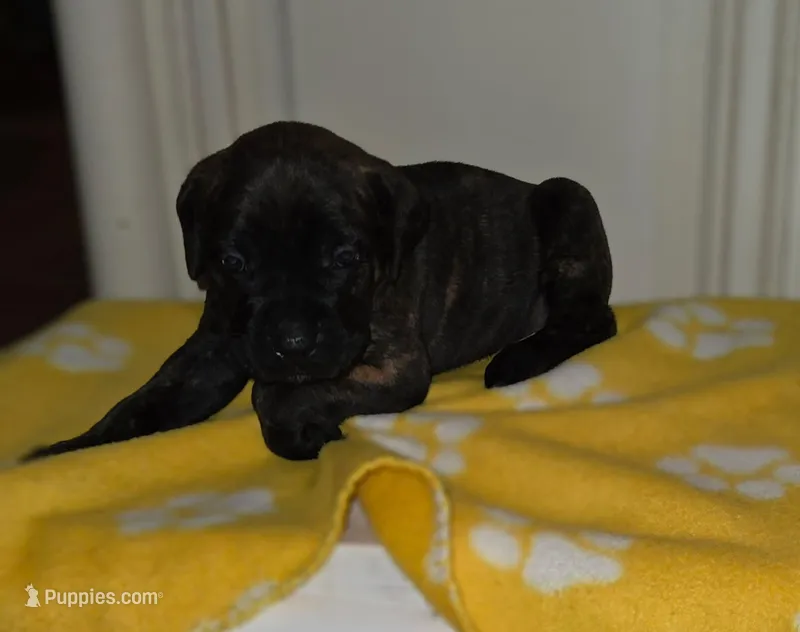 Baby girl – Cane Corso puppy for sale in Bristol, CT