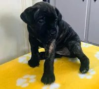 Baby girl, a female Cane Corso for sale in Bristol, CT – 3 of 8