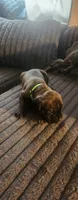 Light green collar male , a male Cane Corso for sale in Bristol, CT – 4 of 10