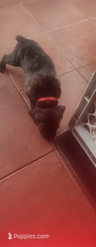 Fat man scoop – Cane Corso puppy for sale in Bristol, CT