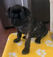 Baby girl, a female Cane Corso for sale in Bristol, CT – 8 of 8