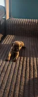 Mr laid back , a male Cane Corso for sale in Bristol, CT – 2 of 4