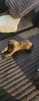 Mr laid back , a male Cane Corso for sale in Bristol, CT – 1 of 4