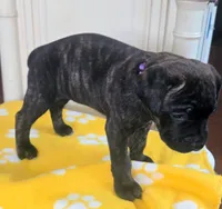 Baby girl, a female Cane Corso for sale in Bristol, CT – 1 of 8