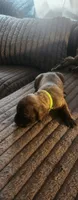Light green collar male , a male Cane Corso for sale in Bristol, CT – 6 of 10