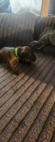Light green collar male , a male Cane Corso for sale in Bristol, CT – 2 of 10