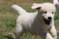 Ice Princess, a female Golden Retriever and English Cream Golden Retriever for sale in Grand Rapids, MI – 5 of 6