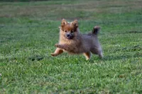 Cinnamon, a female Pomeranian for sale in Grand Rapids, MI – 3 of 6