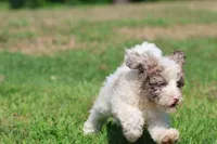 Cleopatra , a female Bernedoodle and Miniature Bernedoodle for sale in Grand Rapids, MI – 5 of 7