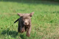 Duchess AKC , a male Labrador Retriever for sale in Grand Rapids, MI – 2 of 6