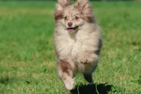 Buddy AKC , a  Pomeranian for sale in Grand Rapids, MI – 3 of 5