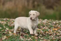 Silver Bullet AKC , a male Labrador Retriever for sale in Grand Rapids, MI – 3 of 7