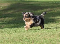 Sky, a male Australian Shepherd and Bernese Mountain Dog for sale in Grand Rapids, MI – 3 of 7