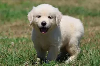 Cupcake, a female Golden Retriever and English Cream Golden Retriever for sale in Grand Rapids, MI – 5 of 6