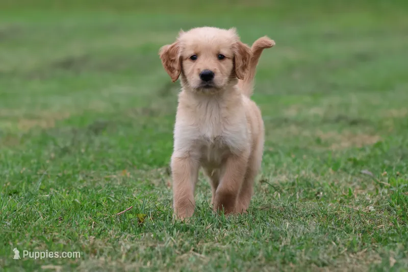 Maxamillion AKC  – Golden Retriever puppy for sale in Grand Rapids, MI