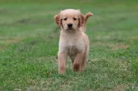 Maxamillion AKC , a male Golden Retriever for sale in Grand Rapids, MI – 1 of 6