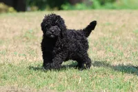 Raven, a female Bernedoodle and Miniature Bernedoodle for sale in Grand Rapids, MI – 6 of 6