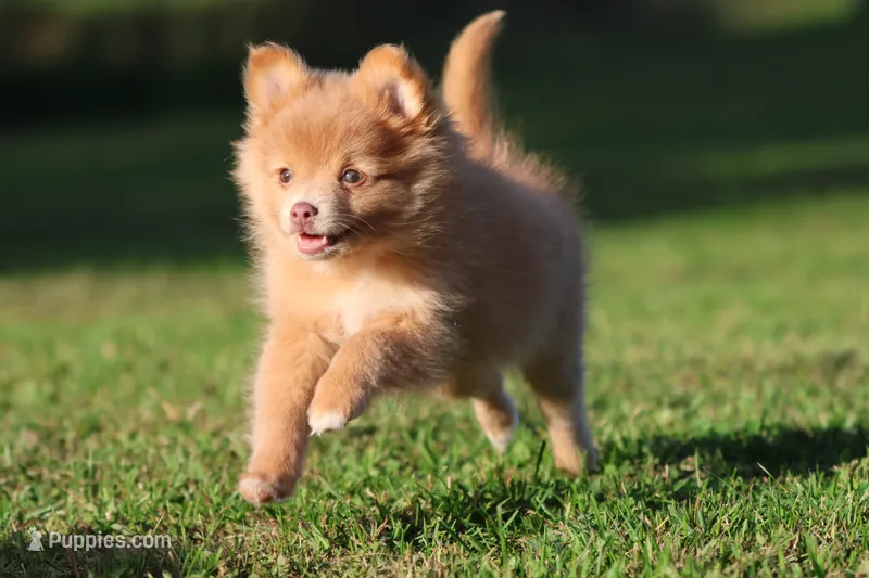 Carmel  – Pomeranian puppy for sale in Grand Rapids, MI