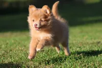 Carmel , a female Pomeranian for sale in Grand Rapids, MI – 1 of 5