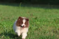 Coco Puffs , a male Pomeranian for sale in Grand Rapids, MI – 3 of 6