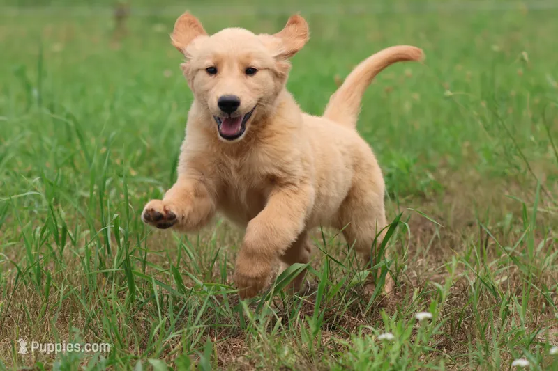 Dandelion  – Golden Retriever puppy for sale in Grand Rapids, MI